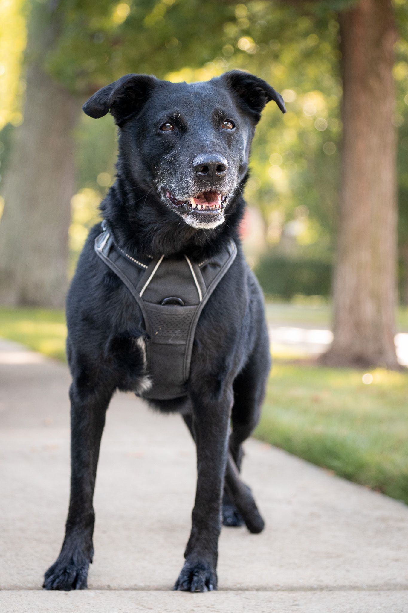 Black Labrador with a gray muzzle and black harness standing on a tree-lined sidewalk.