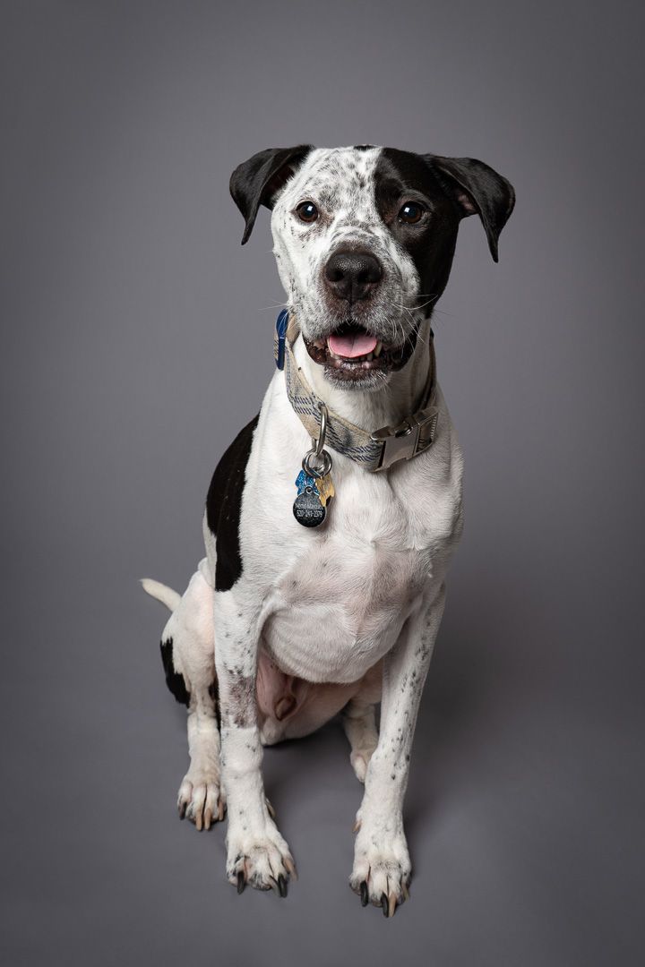 Black-and-white spotted dog sitting with its tongue out against a gray studio backdrop.