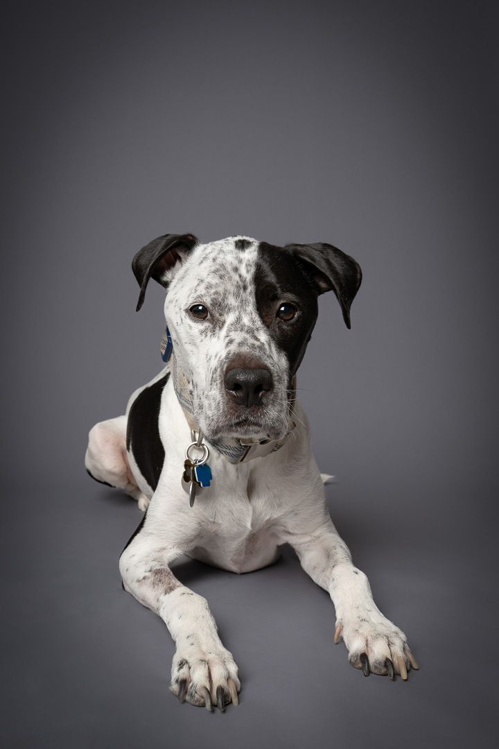 Black-and-white spotted dog lying with its front paws stretched forward on a gray studio backdrop.