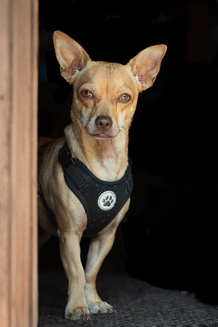 Tan Chihuahua mix with upright ears and a black paw-print harness standing in a wooden doorway.