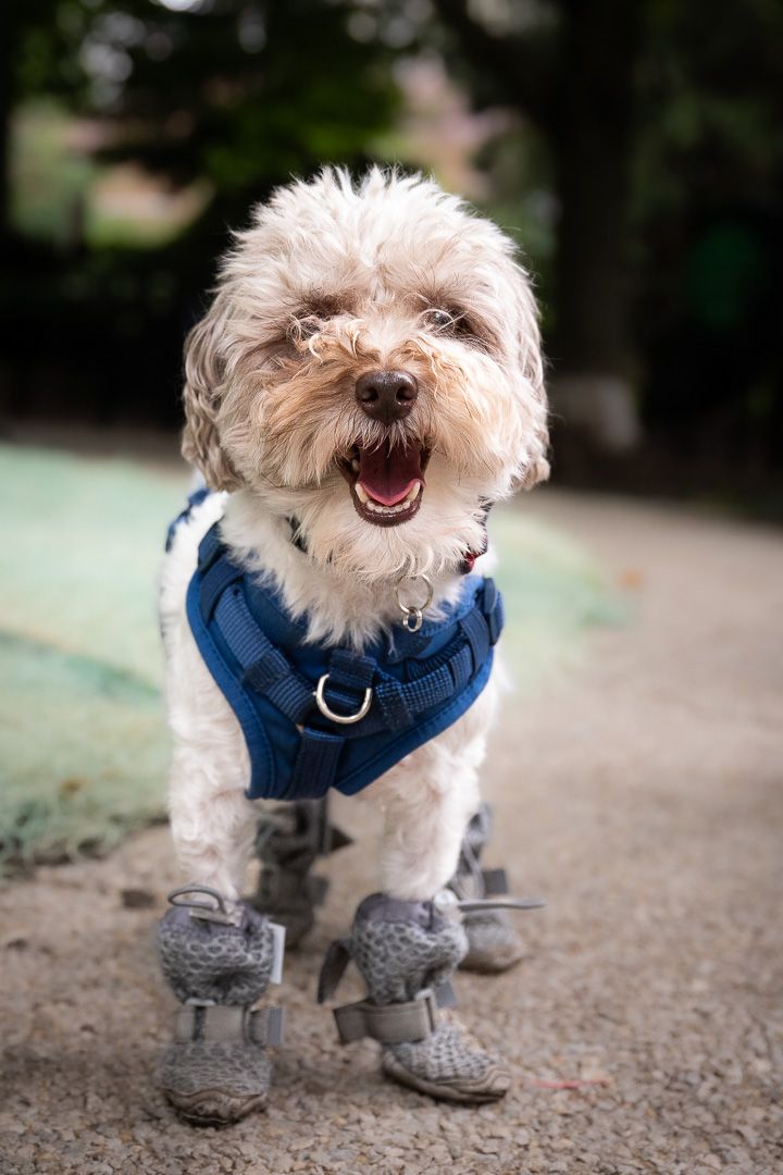 Cream Cockapoo wearing a blue harness and gray dog boots, standing on an outdoor path with its mouth open.