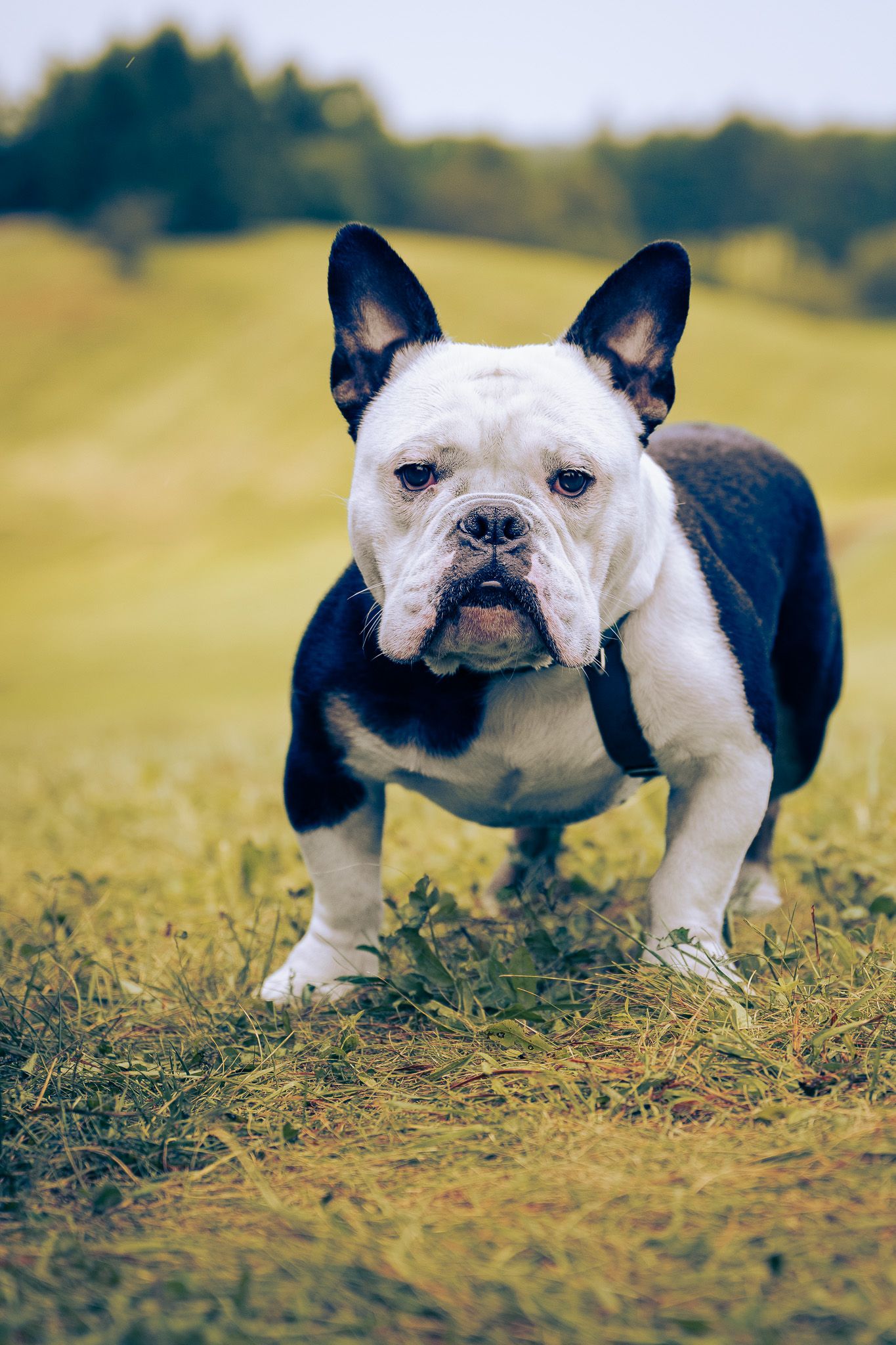 Black-and-white French Bulldog standing in a sunlit grassy field with both ears upright.