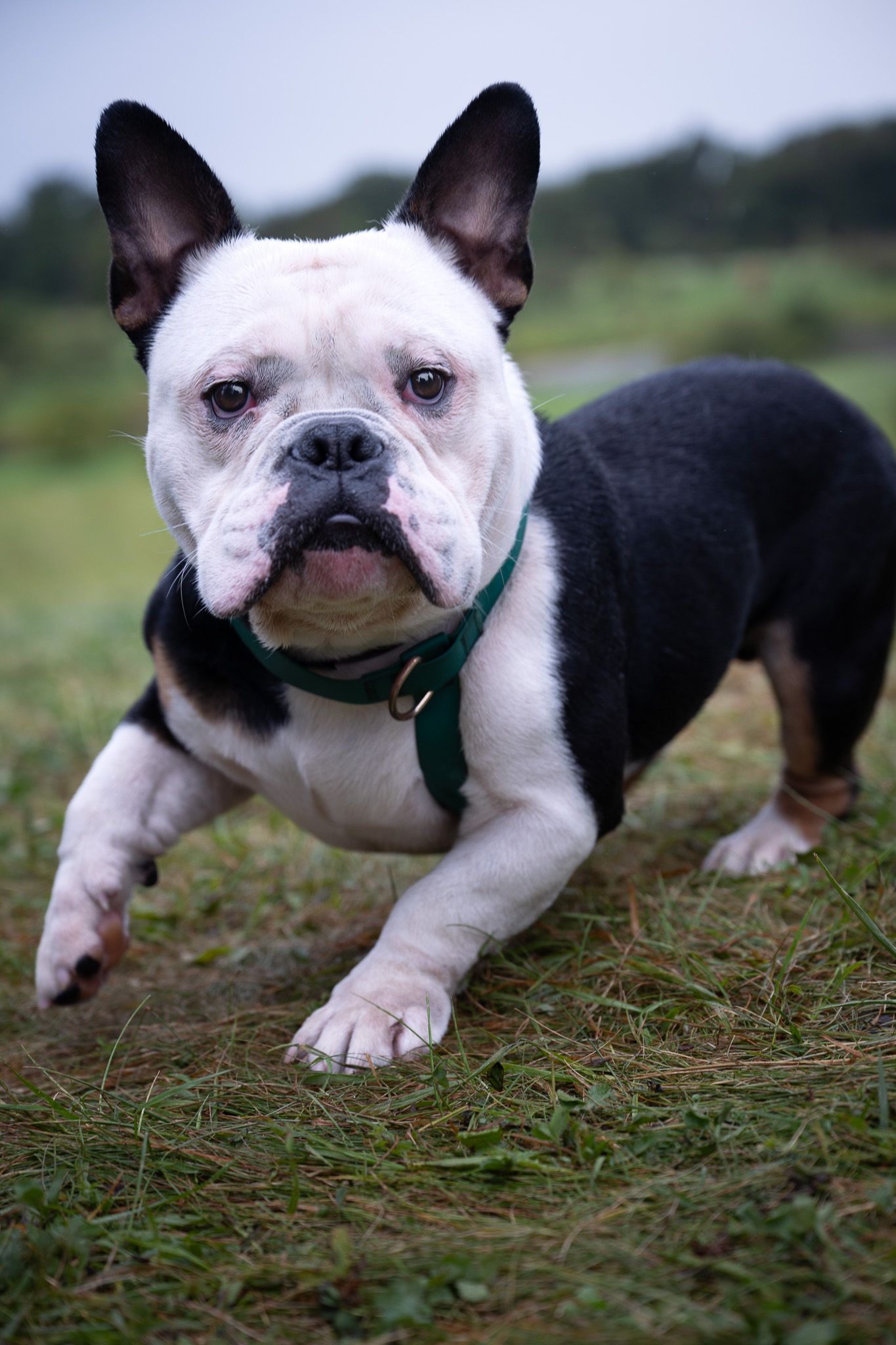 Black-and-white French Bulldog in a green harness stepping toward the camera across the grass.
