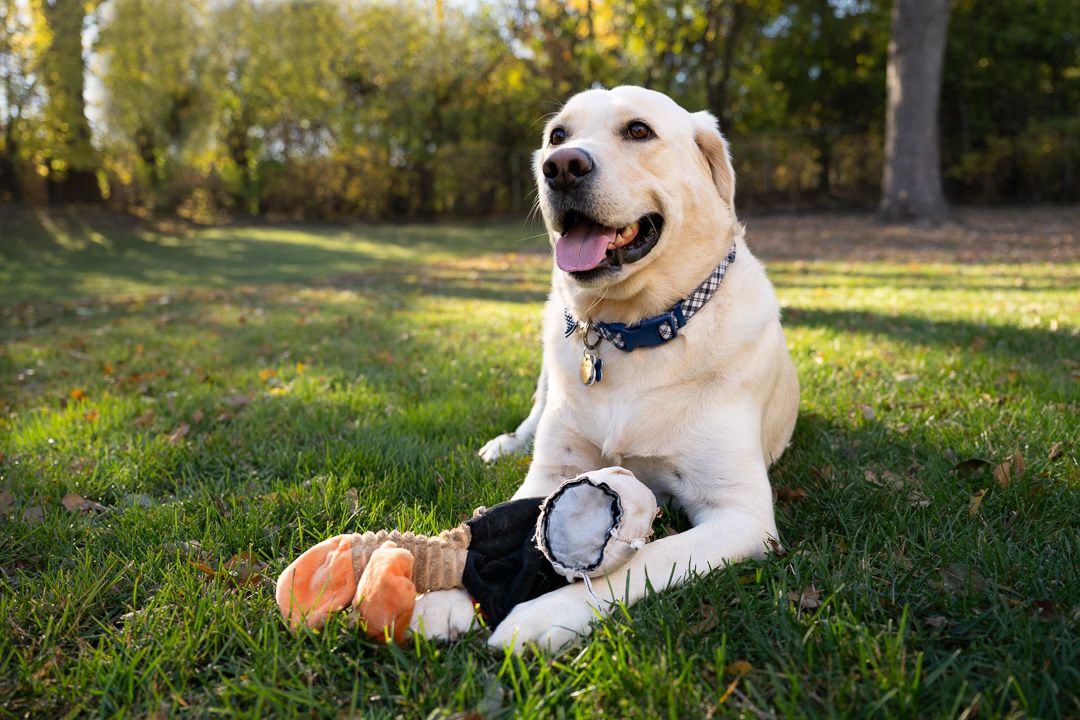 Yellow Labrador lying in sunlit grass with a stuffed toy between its paws and trees in the background.
