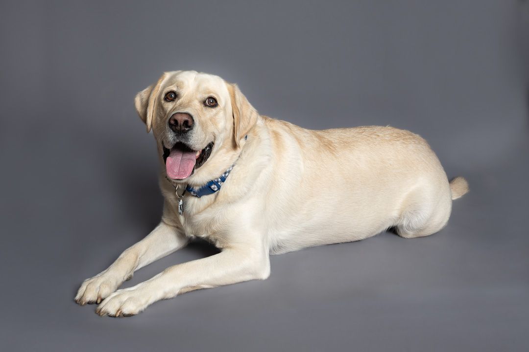 Yellow Labrador wearing a blue collar, lying with its front paws extended on a gray studio backdrop.
