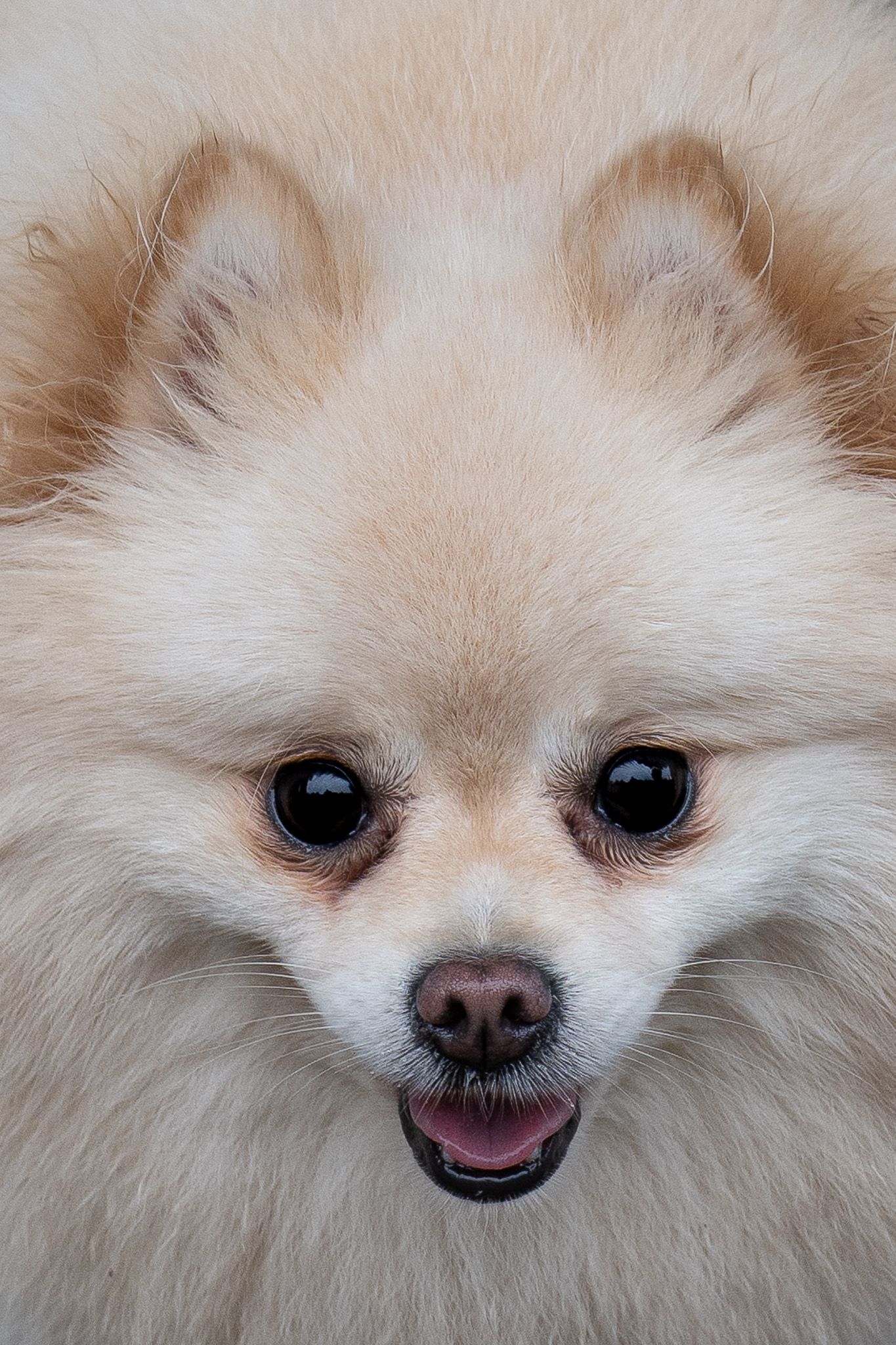 Close-up of a cream Pomeranian with fluffy fur, dark eyes, upright ears, and an open mouth.