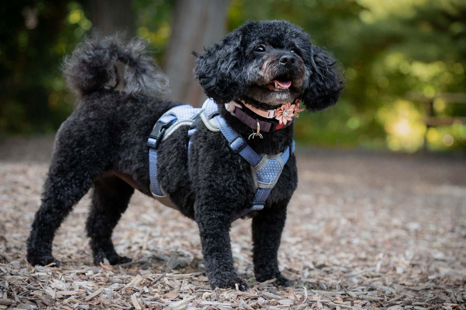 Black Miniature Poodle mix in a blue harness and pink flower collar, standing on a wood-chip path.
