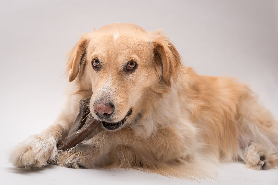Long-haired cream dog lying on a white studio backdrop with a chew held between its front paws.