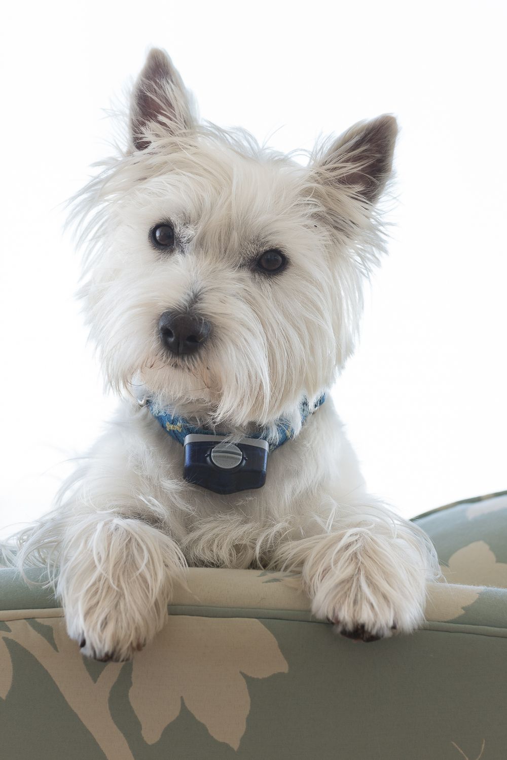 Small white dog with upright ears resting its front paws over a patterned cushion beside a bright window.