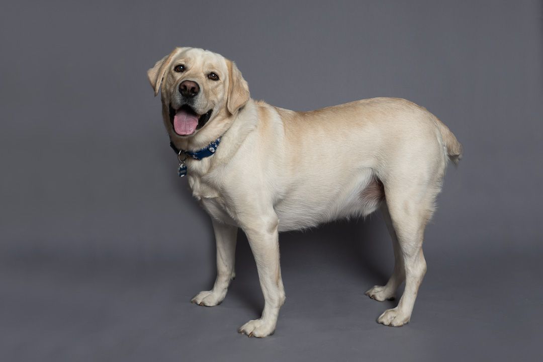Yellow Labrador standing side-on against a gray studio backdrop, looking toward the camera with its tongue out.