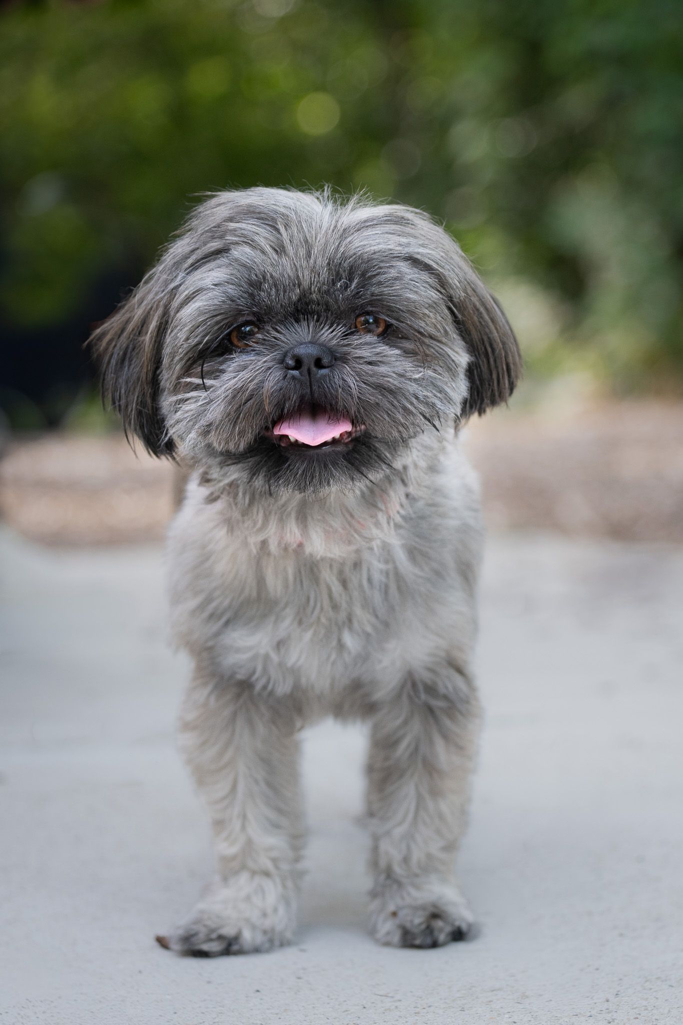 Gray Shih Tzu standing on a paved path with its tongue out and green foliage behind it.